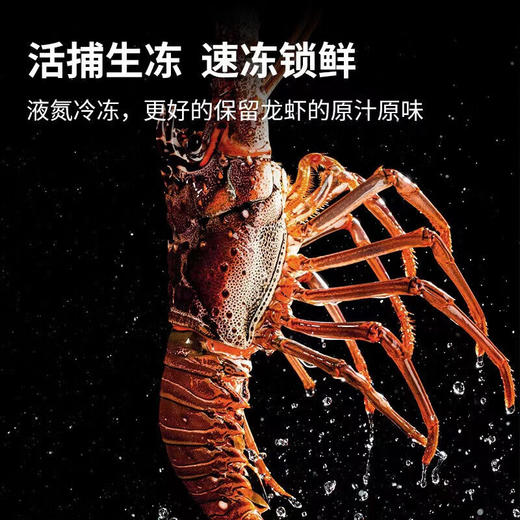 【顺丰快递】活冻古巴大龙虾礼盒 精挑细选 体大壳薄 肉质饱满 深海捕捞 鲜活速冻 鲜嫩可口 BHFT 商品图4