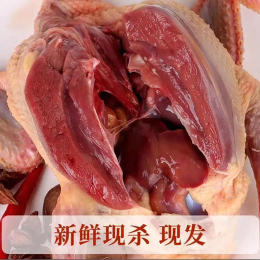【1只装】自提-5~6两/只（不含内脏）天翔达 新鲜现杀-农家散养活力乳鸽 真空冷链锁鲜发货   JHA031-1 商品图3