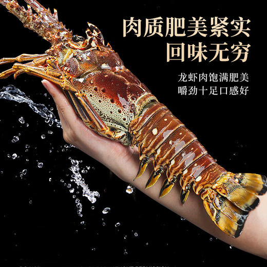 【顺丰快递】活冻古巴大龙虾礼盒 精挑细选 体大壳薄 肉质饱满 深海捕捞 鲜活速冻 鲜嫩可口 BHFT 商品图5