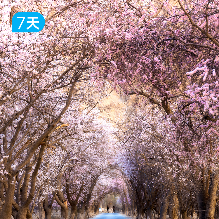 第二届帕米尔高原杏花徒步节｜徒步南疆之春 冰川与杏花的碰撞 7日