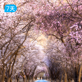 第二届帕米尔高原杏花徒步节｜徒步南疆之春 冰川与杏花的碰撞 7日