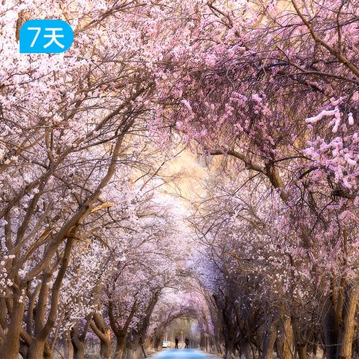 第二届帕米尔高原杏花徒步节｜徒步南疆之春 冰川与杏花的碰撞 7日 商品图0