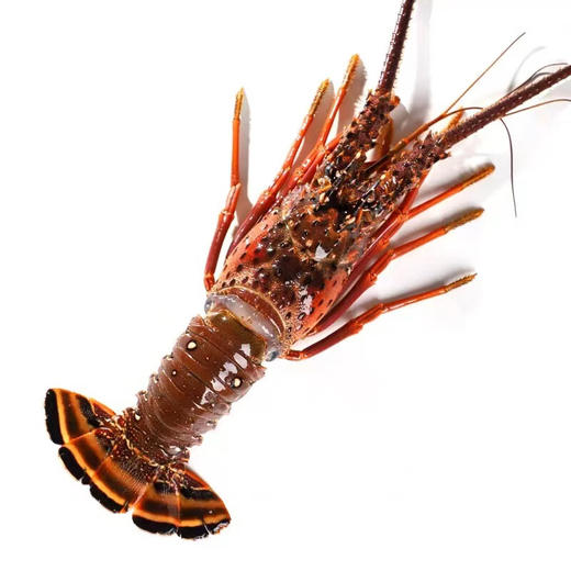 【顺丰快递】活冻古巴大龙虾礼盒 精挑细选 体大壳薄 肉质饱满 深海捕捞 鲜活速冻 鲜嫩可口 BHFT 商品图6