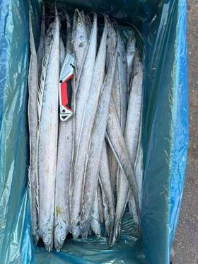 【高性价比】大连渤海刀鱼 ，单条4-5两左右，10条装，净重4斤左右（填称凑重量的有可能会有1-2条不到4两的），自家吃非常合适，油炸、炖吃都可以，东北三省包邮。