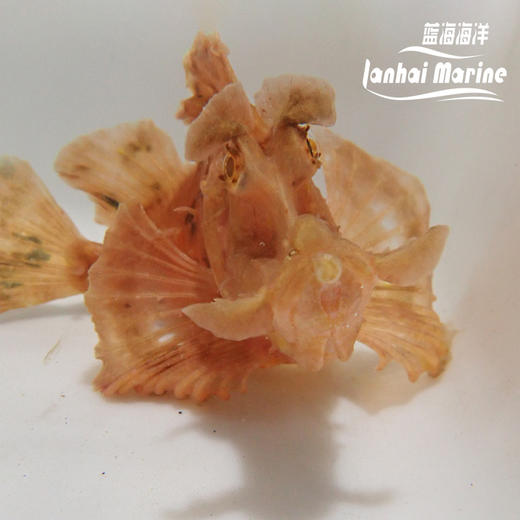 海龙王-红 商品图3