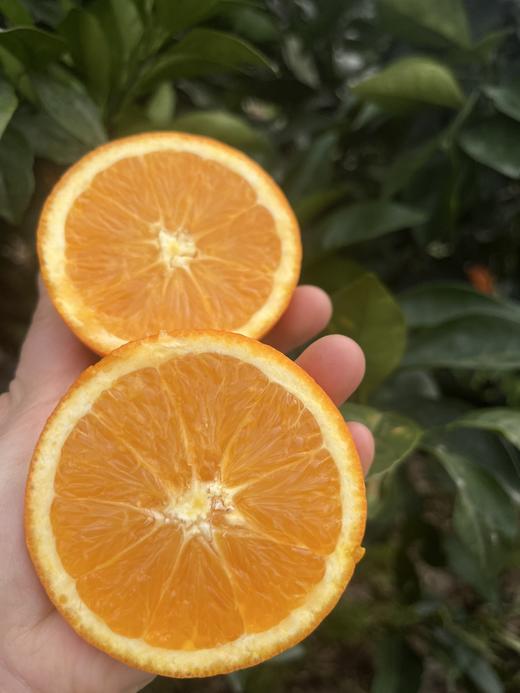 现摘—正宗重庆奉节—福本脐橙 商品图0