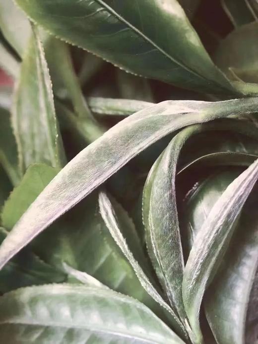 【老班章羽毛种】2024年古树，尊贵之选 茶中翘楚，老班章极端极境，357g/片  单饼铁盒包装 商品图7