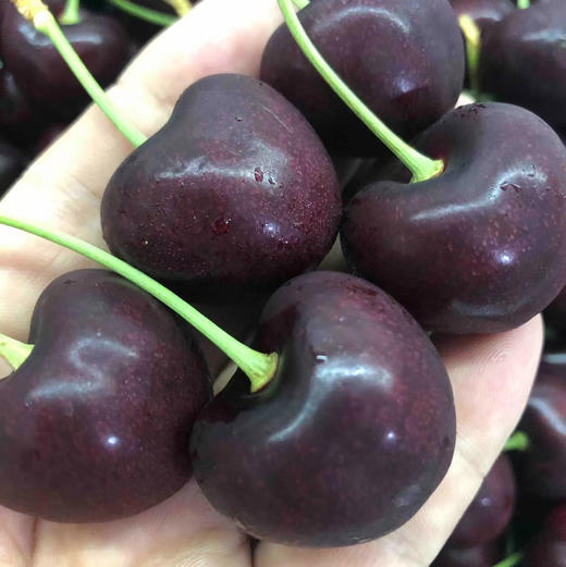 纯Bing红车 JJJ车厘子 🍒甜！脆！多汁！光泽度高果子脆硬，超级棒红车。 商品图0