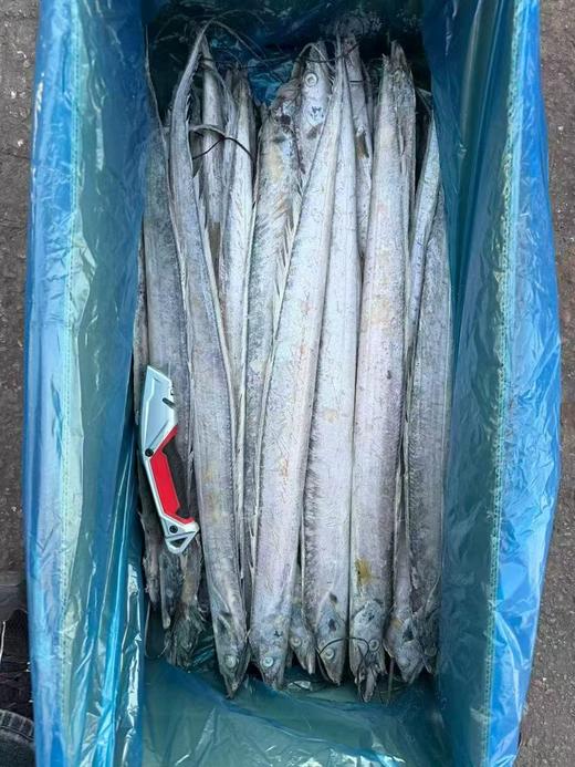 【高性价比】大连渤海刀鱼 ，单条4-5两左右，10条装，净重4斤左右（填称凑重量的有可能会有1-2条不到4两的），自家吃非常合适，油炸、炖吃都可以，东北三省包邮。 商品图2