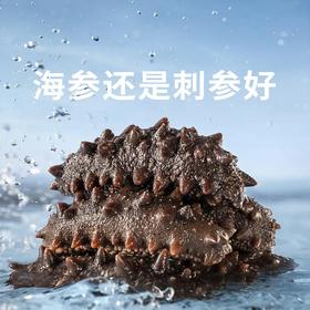 【咏礼记大连辽刺参】大连深海底播 天生天养 刺粗肉厚 Q弾软糯 开袋即食，不挂冰的好海参 单单送鲍汁 送虾皮 大连原产地冷链包邮直达！