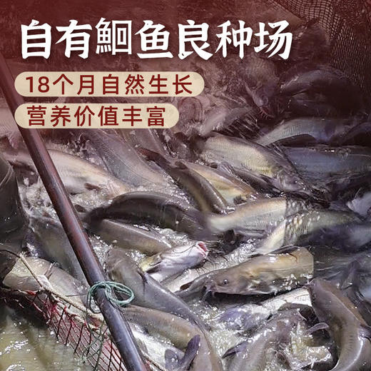 【送配菜】巢三珍清江烤鱼 450g*2份 肉质鲜嫩无细刺 制作方便 口味鲜美 加热即食！ 商品图2