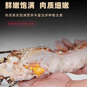 【顺丰快递】活冻古巴大龙虾礼盒 精挑细选 体大壳薄 肉质饱满 深海捕捞 鲜活速冻 鲜嫩可口 BHFT