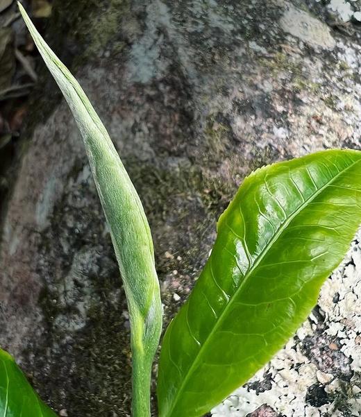 【老班章羽毛种】2024年古树，尊贵之选 茶中翘楚，老班章极端极境，357g/片  单饼铁盒包装 商品图2