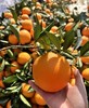 现摘—正宗重庆奉节—福本脐橙 商品缩略图1