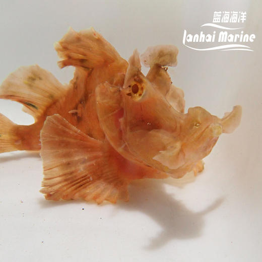海龙王-红 商品图2