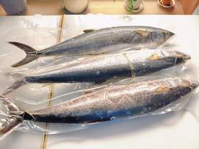 【大鲅鱼】4-6斤/条，22元/斤