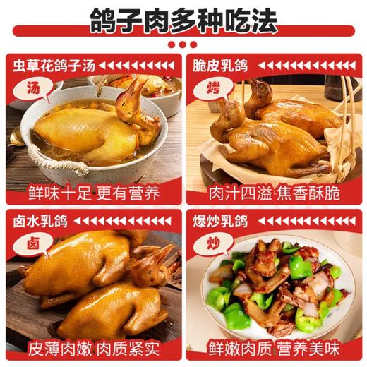 【1只装】自提-5~6两/只（不含内脏）天翔达 新鲜现杀-农家散养活力乳鸽 真空冷链锁鲜发货   JHA031-1 商品图6