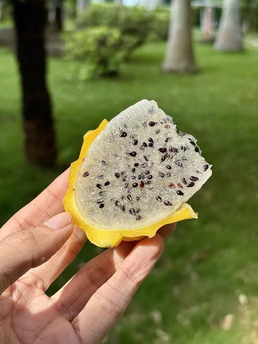 【黄金燕窝果】十大豪奢水果之一！长在树上的“冰糖燕窝”➡️口感嫩滑清甜，多汁爽口 商品图0