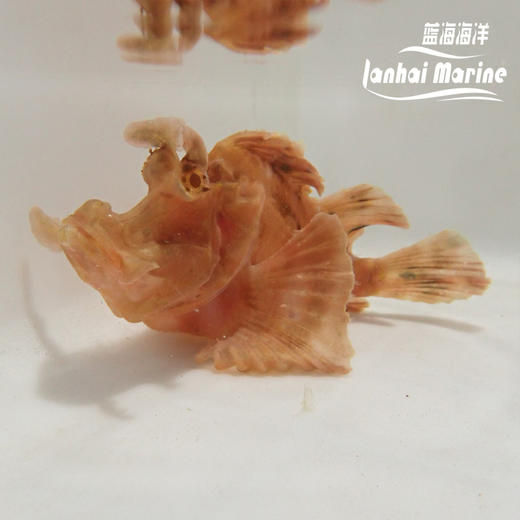 海龙王-红 商品图5