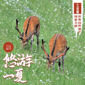 「错峰」悠游一夏 · 北海道世界自然遗产探索之旅