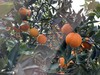 现摘—正宗重庆奉节—福本脐橙 商品缩略图3
