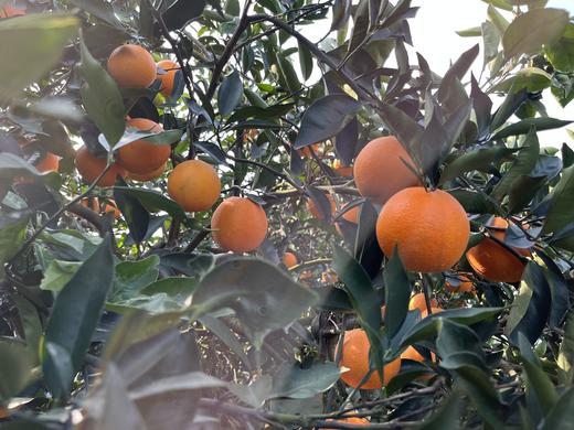 现摘—正宗重庆奉节—福本脐橙 商品图3