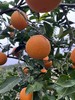 现摘—正宗重庆奉节—福本脐橙 商品缩略图2