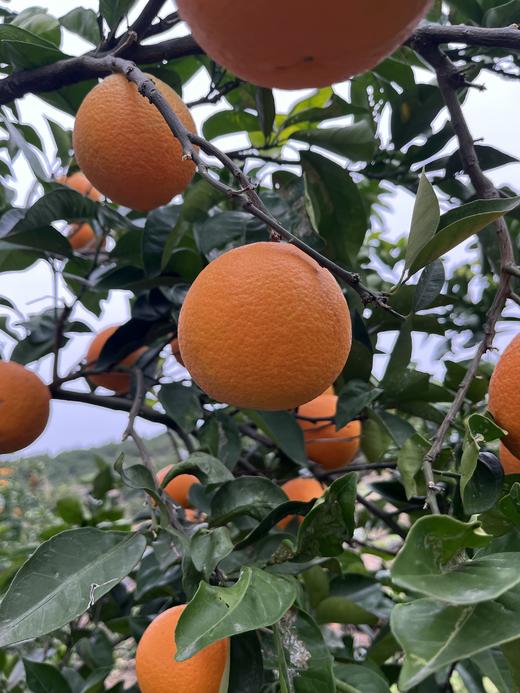 现摘—正宗重庆奉节—福本脐橙 商品图2