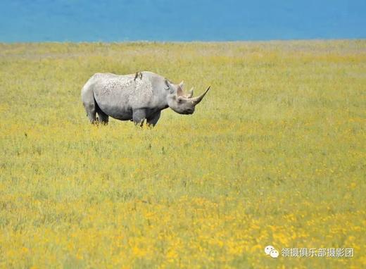 2-6人小团丨坦桑尼亚“动物世界奇观”丨塞伦盖蒂、恩戈罗火山口、塔兰吉雷7天游 商品图7