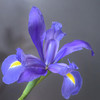 鸢尾花·紫色 商品缩略图0