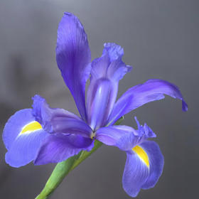 鸢尾花·紫色