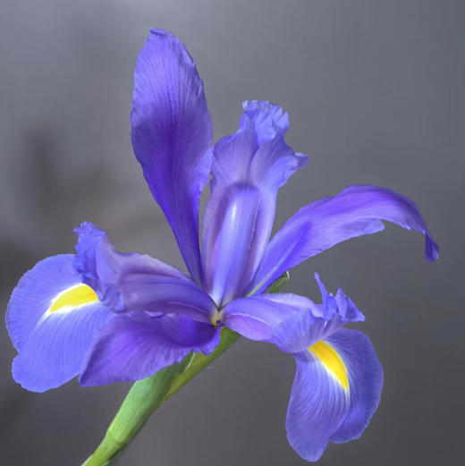 鸢尾花·紫色 商品图0