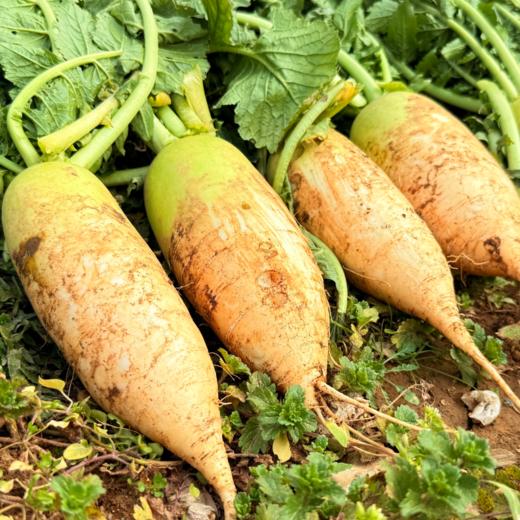 有机白玉水果萝卜 熟食似芋 生吃如梨 国家地标产品 商品图0