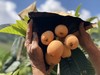 《蒙自甜枇杷》  商品缩略图1