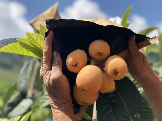 《蒙自甜枇杷》  商品图1