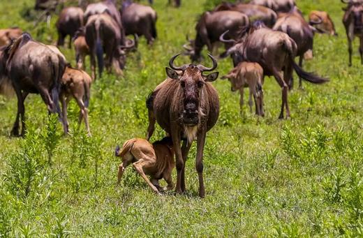 2-6人小团丨坦桑尼亚“动物世界奇观”丨塞伦盖蒂、恩戈罗火山口、塔兰吉雷7天游 商品图10
