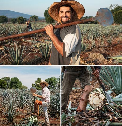 leifr有机龙舌兰糖浆 有机代糖 非转基因 无麸质 无添加 甜品咖啡必备 墨西哥进口 保税仓直发 1.02KG/瓶 |百里食 商品图2