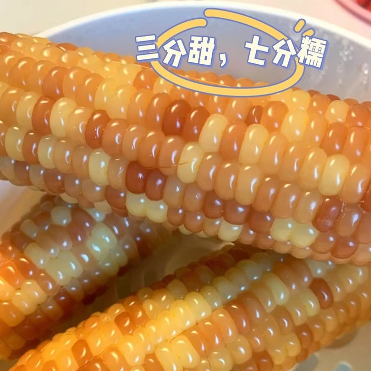 北纬21°优生带🌽【⁮正宗西双版纳勐海小花玉米】⁦  三分香甜，七分软糯，越嚼越香！零添加，无防腐剂，非转基因，生长过程无人工干预