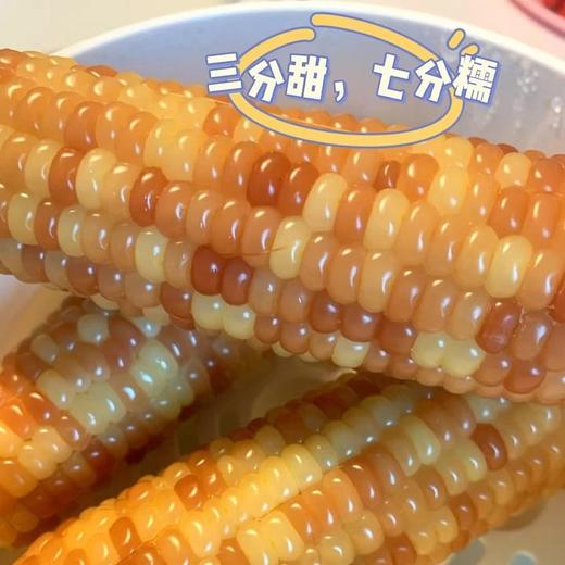 北纬21°优生带🌽【⁮正宗西双版纳勐海小花玉米】⁦  三分香甜，七分软糯，越嚼越香！零添加，无防腐剂，非转基因，生长过程无人工干预 商品图0