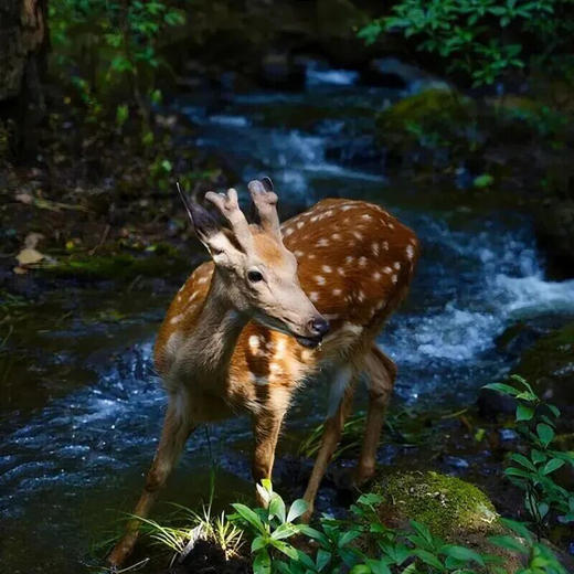 昆明周边｜青龙峡雨林徒步一日游！独家野生徒步新路线！每天可出发，亲子成人都可去，萌宠互动/秘境皮划艇/森林野餐/树攀体验/山野秘境中徒步，适合5岁-12岁的亲子家庭～五一端午路线提前预定！ 商品图3