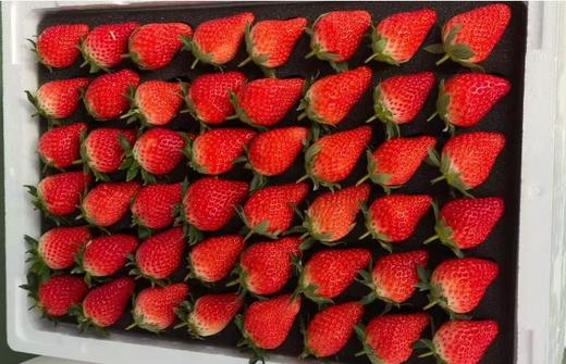 章姬草莓 商品图0