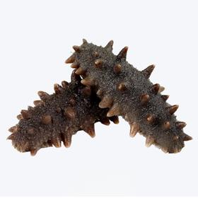 金诚利 精选辽刺参10头（10根装）