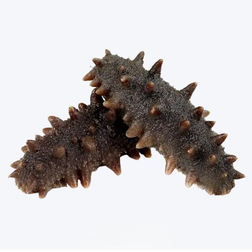 金诚利 精选辽刺参10头（10根装） 商品图0