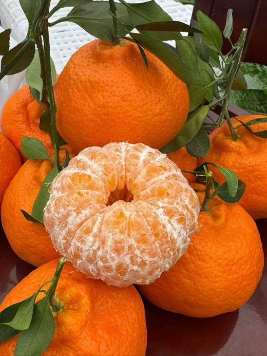 最贵柑橘就是它曾经100元一斤四川甘平 商品图6