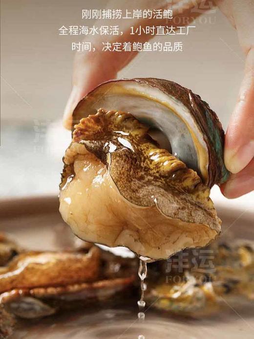 272184沣运去壳去肚鲍鱼肉实惠装Y 商品图2
