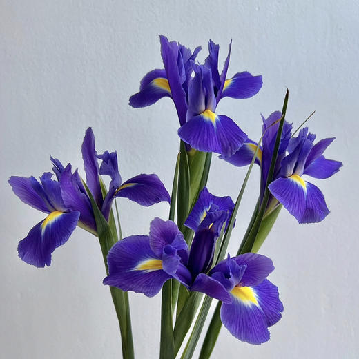 鸢尾花·紫色 商品图4