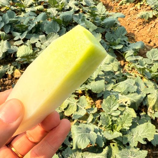 有机白玉水果萝卜 熟食似芋 生吃如梨 国家地标产品 商品图1