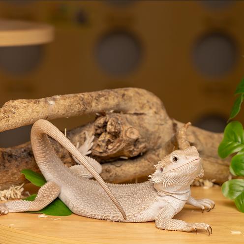 1次1大1小神奇动物园门票（约60分钟） 商品图0