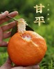 最贵柑橘就是它曾经100元一斤四川甘平 商品缩略图1