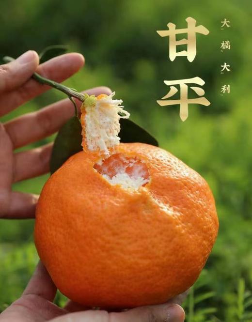 最贵柑橘就是它曾经100元一斤四川甘平 商品图1